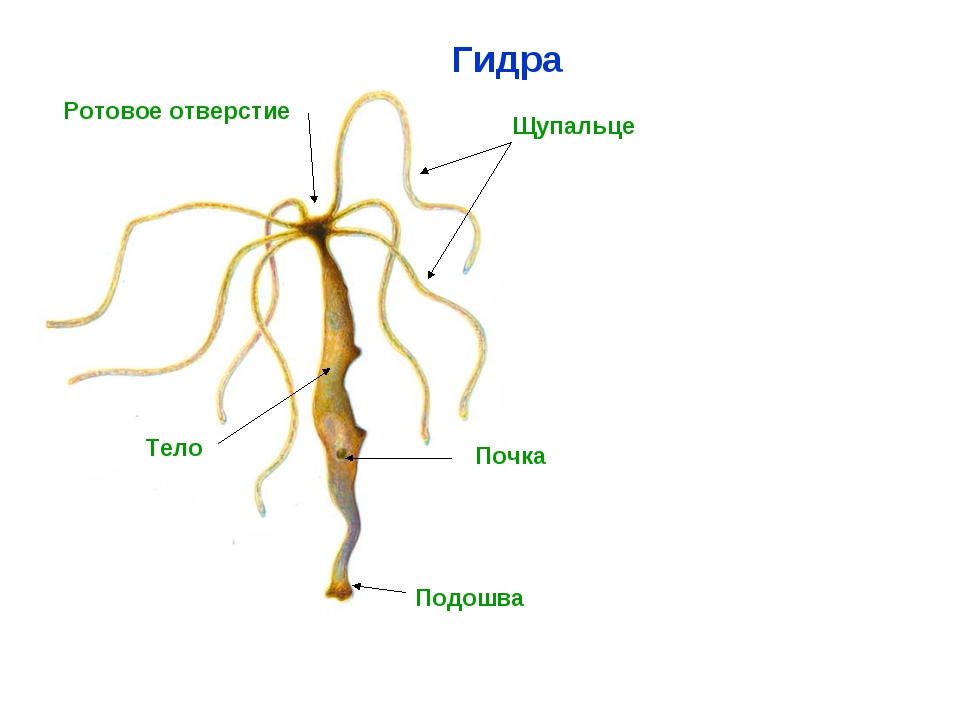 Кракен драг