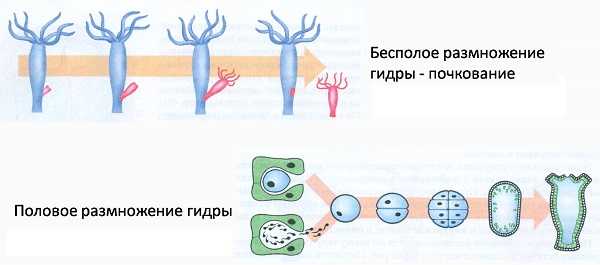 Кракен оригинальные ссылка в тор